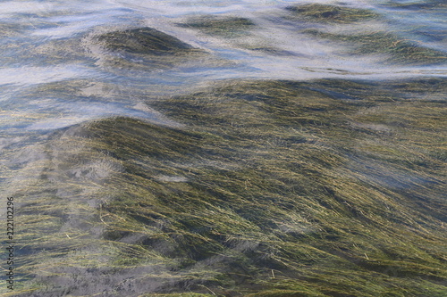 seaweed in neva photo