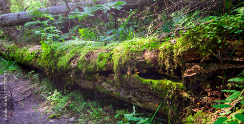 dead broken tree in a forest, moss and herb wrapped