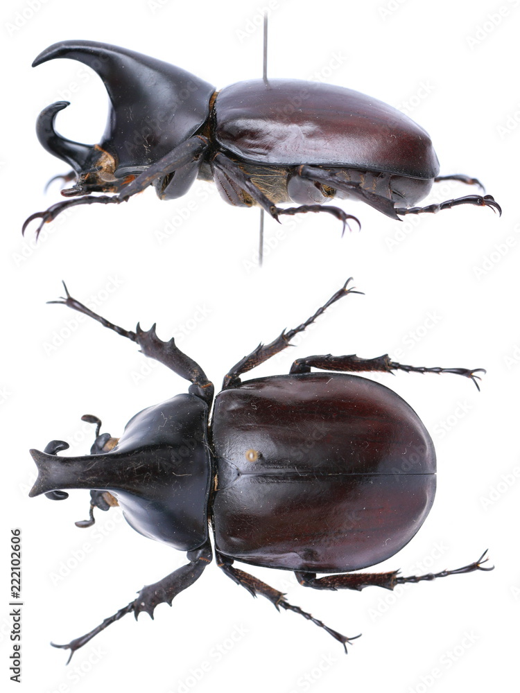 Xylotrupes Gideon-a rhinoceros beetle (Dynastinae) Xylotrupes Gideon-a rhinoceros beetle (Dynastinae)