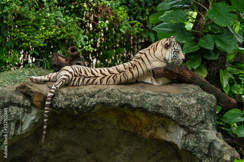 A white bengal tiger lying on the rock in a zoo