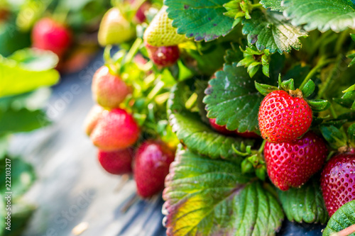 Strawberries on a farm field (closeup)
