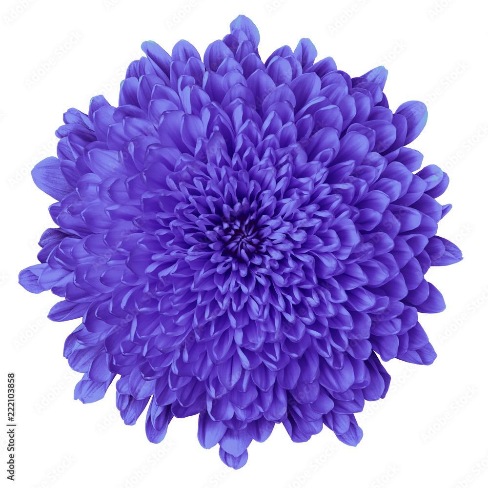 flower indigo (blue) chrysanthemum isolated on white background. Flower bud close up. Nature. flower indigo (blue) chrysanthemum isolated on white background. Flower bud close up. Nature.