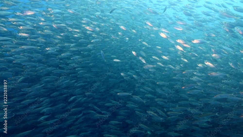 Bait ball in coral reef of Caribbean Sea at scuba dive around Curacao /Dutch Antilles Bait ball in coral reef of Caribbean Sea at scuba dive around Curacao /Dutch Antilles
