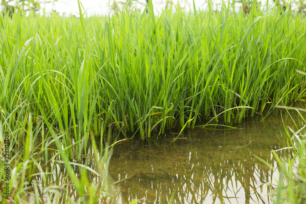 Obraz premium Rice field with green rice. in asia