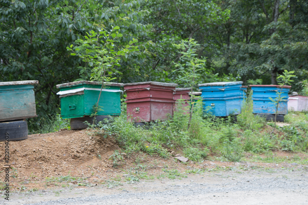 Wooden colorful beehives in a row are placed on tire construction lifted off the ground Wooden colorful beehives in a row are placed on tire construction lifted off the ground
