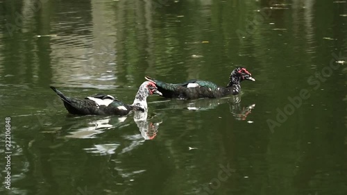 Two large Muscovy ducks swimming in a pond photo