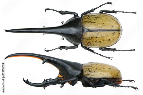 Dynastes hercules -a rhinoceros beetle (Dynastinae)