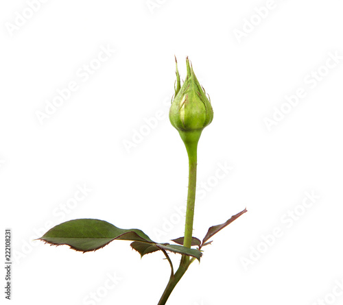 rose bud with foliage isolate on white background photo