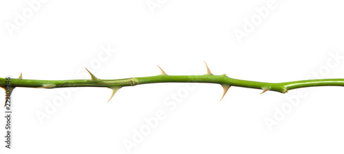 stem of rose bush with thorns on an isolated white background