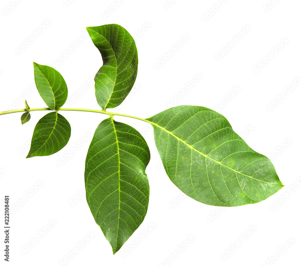 leaves of the walnut tree isolate leaves of the walnut tree isolate