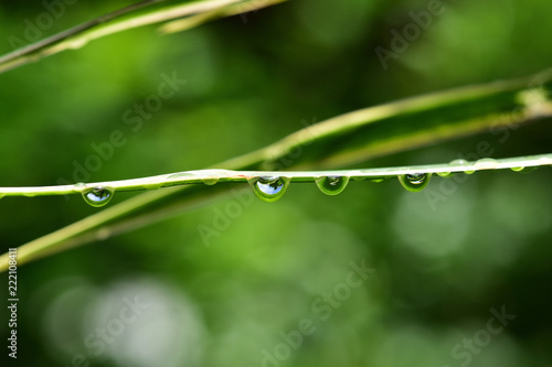 In the botanical garden, after rain, there is a drop of water on the green leaf.