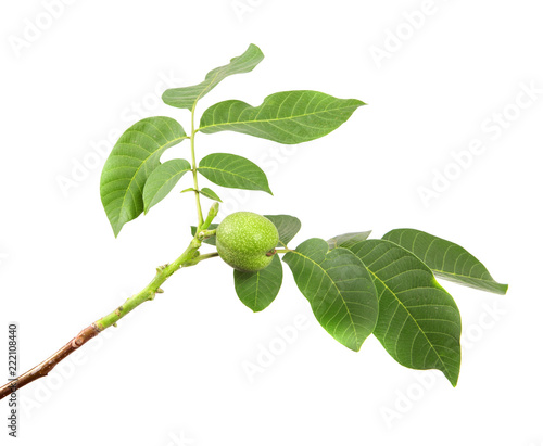 Wallpaper Mural branch of walnut tree with foliage on isolated white background Torontodigital.ca
