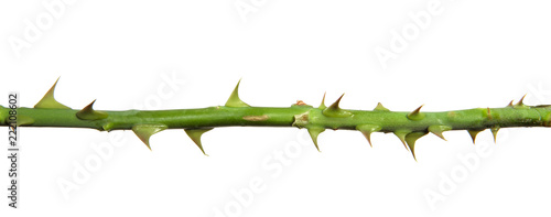 stem of rose bush with thorns on an isolated white background
