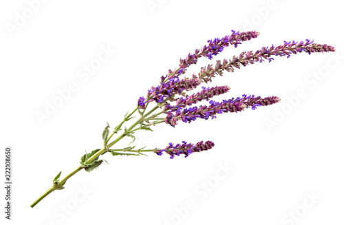 branch of a sage flower on a isolated white background