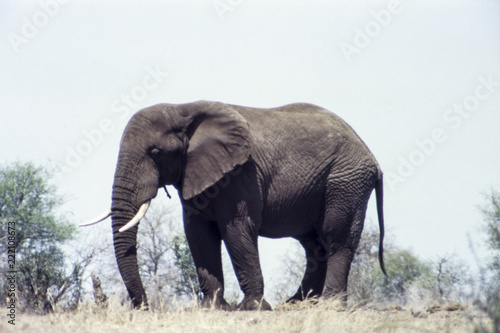 Elephant  Loxodonta africana   Kruger National Park  Mpumalanga  South Africa  