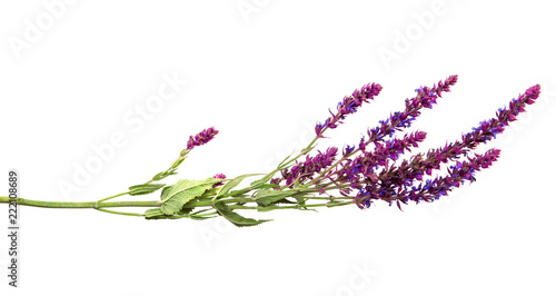branch of a sage flower on a isolated white background