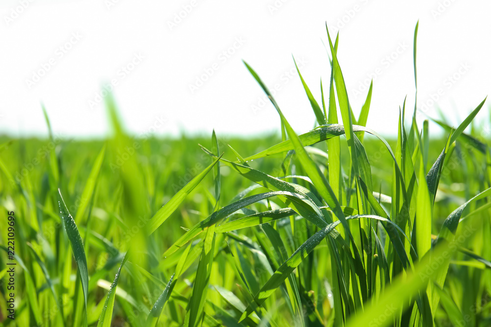 Naklejka premium Young green wheat with dew drops on sunny spring day