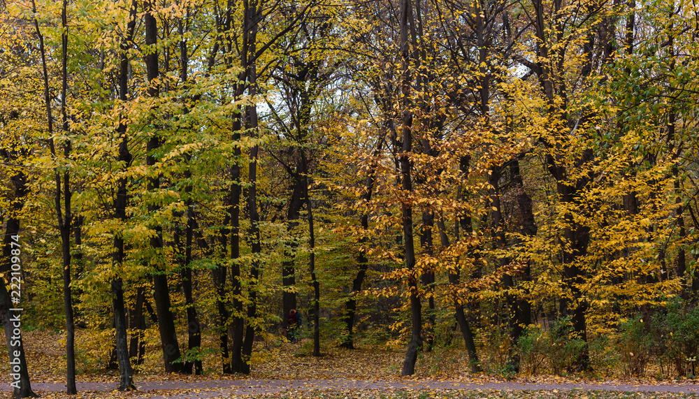 Fototapeta premium Autumn landscape in the park.