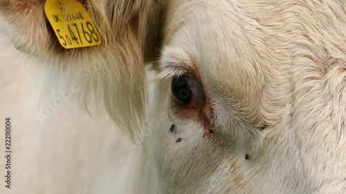 Cream phase Belgian Blue Cow filmed in the Barmouth, Llanaber and Gwynedd area in North Wales. photo