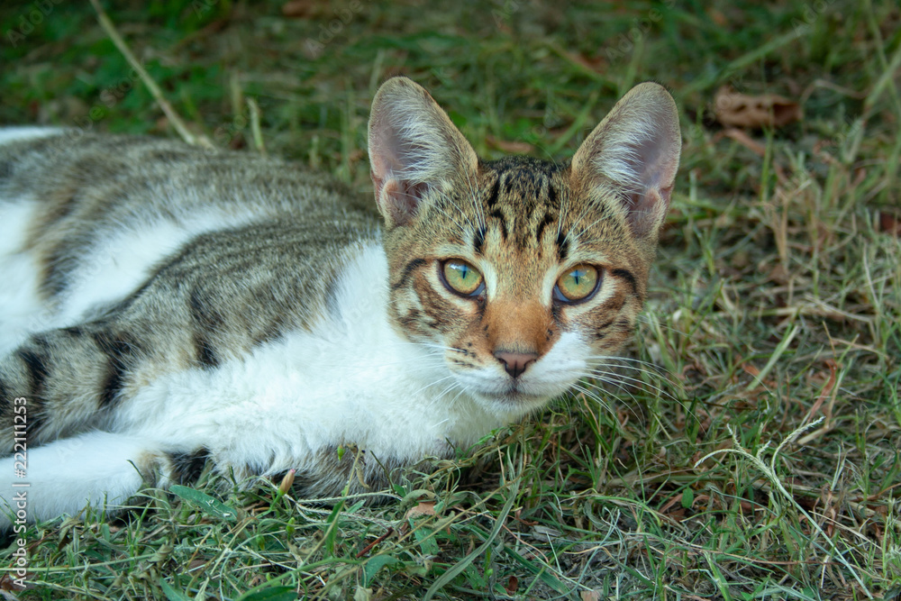 Adult cat on grass