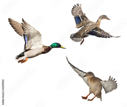 three mallard ducks isolated on white in flight