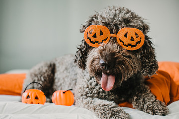 .Sweet and friendly brown spanish water dog playing in the bed of his owner with halloween costume. Funny moments dogfriendly. Lifestyle