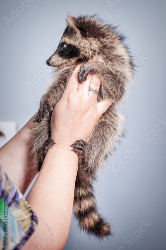 Funny little young raccoon in the woman hands © bozhdb