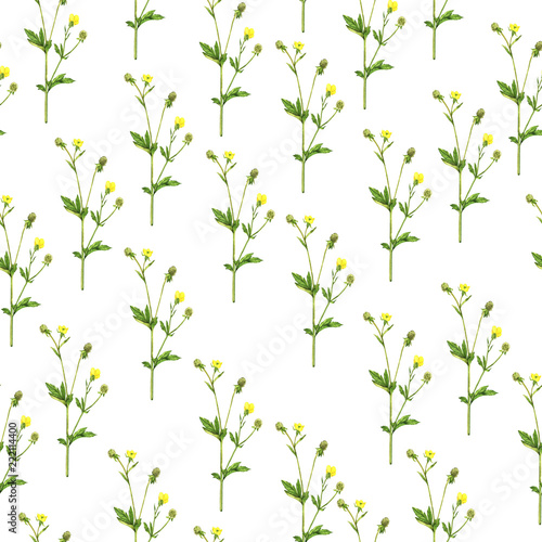 Summer yellow floral seamless pattern on white background. Hand drawn watercolor illustration.   © angry_red_cat