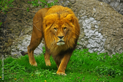 Fototapeta Naklejka Na Ścianę i Meble -  Lew w zoo