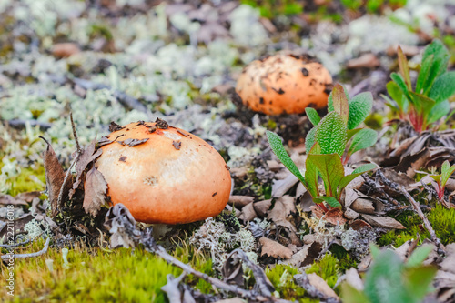 Small russula mushroom in a crowberry bushes in the finland forest