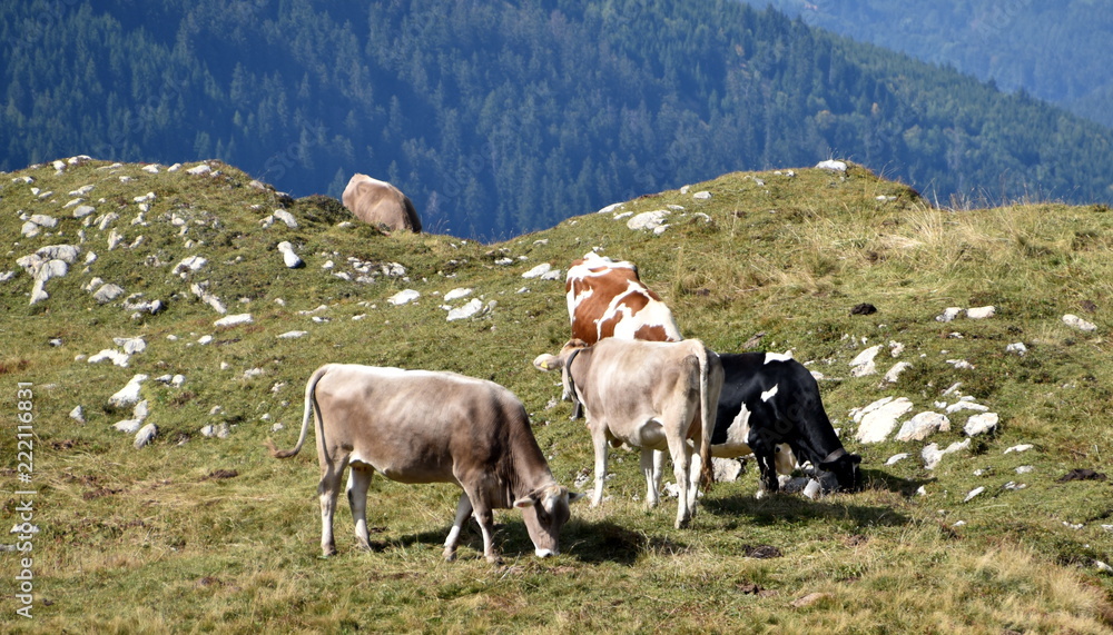 custom made wallpaper toronto digitalalpage