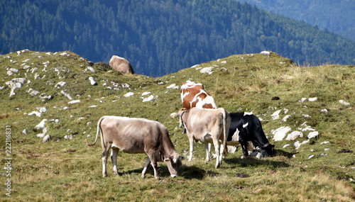 Wallpaper Mural alpage Torontodigital.ca