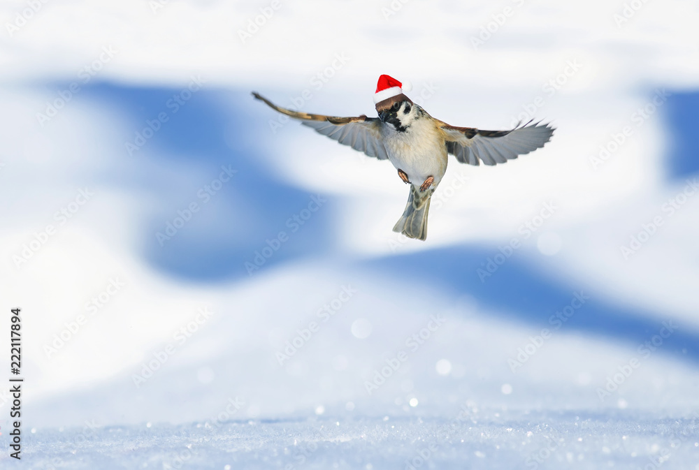 funny little bird Sparrow in Christmas cap flies in winter Park on white  cold snow background on clear day Stock Photo | Adobe Stock