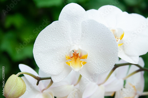 Fototapeta Naklejka Na Ścianę i Meble -  White orchid with drops