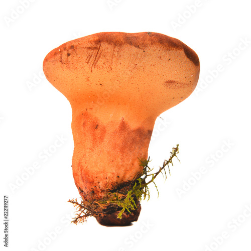 Fistulina hepatica mushroom photo