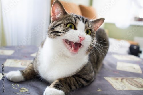 Domestic pet cat with bright eyes poses on table lying