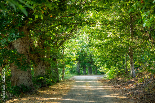 Road surrounded with chestnut trees and sun beams