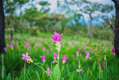 Siam Tulip  Flower Blossom on Pa Hin Ngam National Park at Chaiyaphum Province © Kong