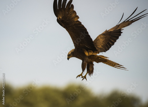 Black kite (Milvus migrans) flying, landing