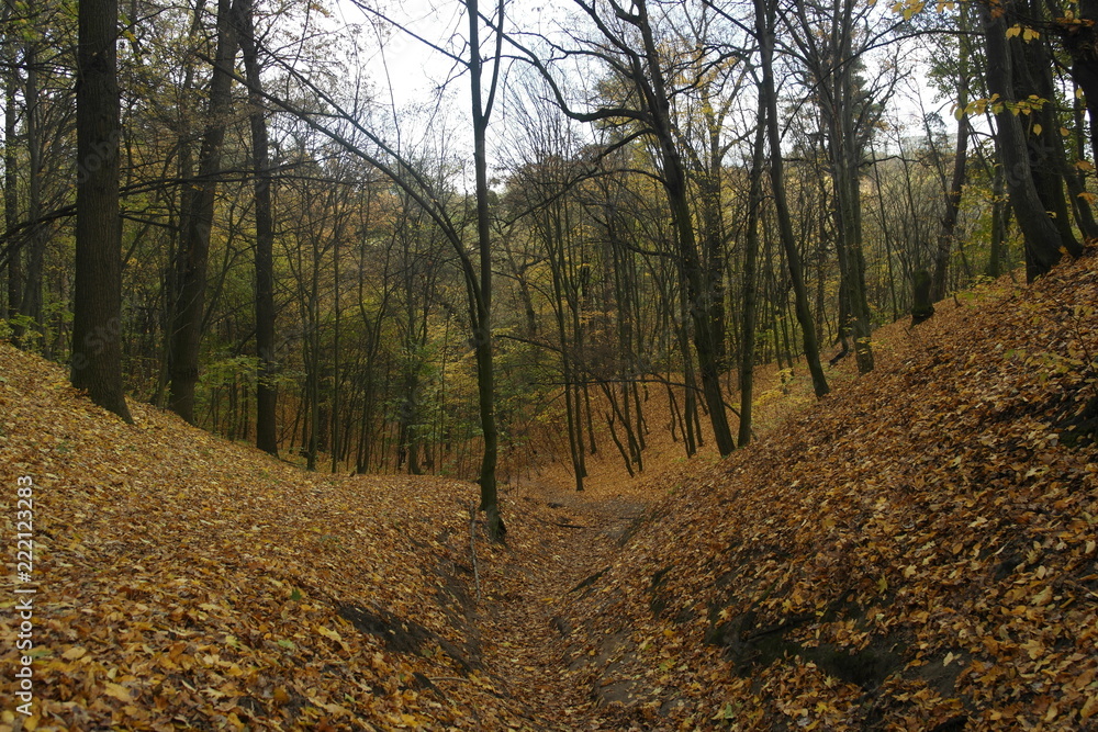 Fototapeta premium Forest in Kyiv