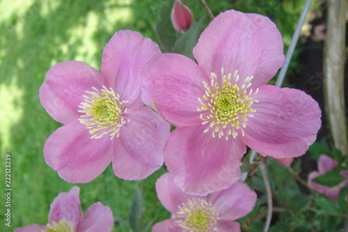 pink flowers in the garden