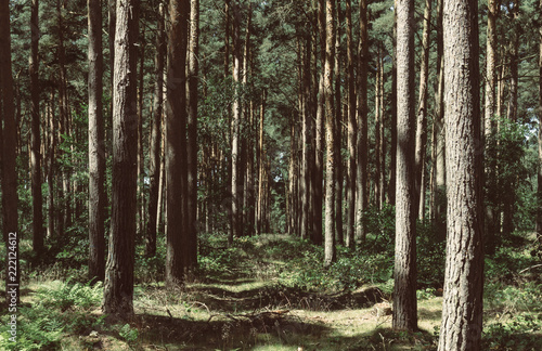 Path in the forest