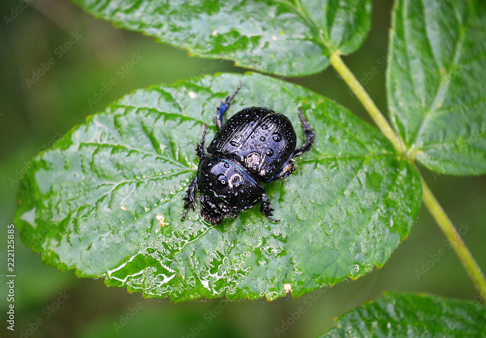 A large black beetle dung (Anoplotrupes stercorosus) is sitting on a green leaf in dew drops from above A large black beetle dung (Anoplotrupes stercorosus) is sitting on a green leaf in dew drops from above