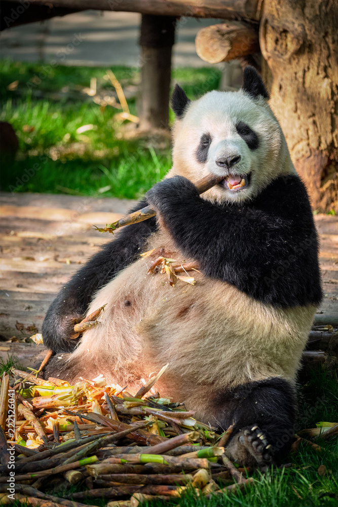 Fototapeta premium Giant panda bear in China