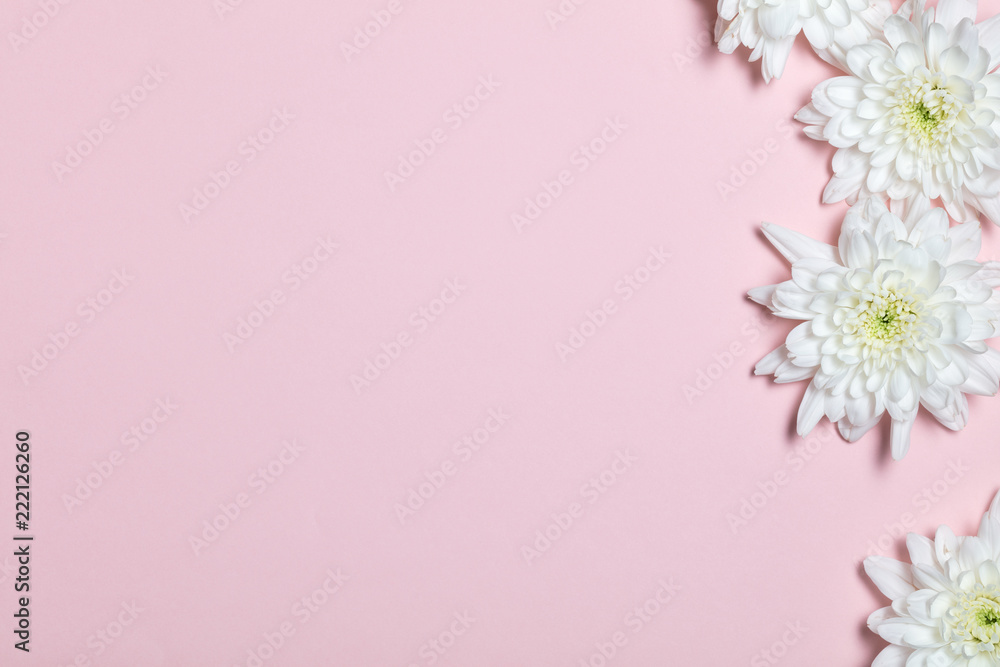 White flowers over pink background. Flat lay, top view. White flowers over pink background. Flat lay, top view.
