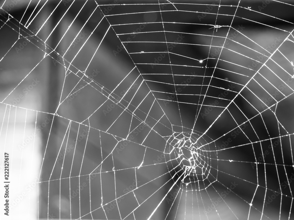 Obraz premium Spinne