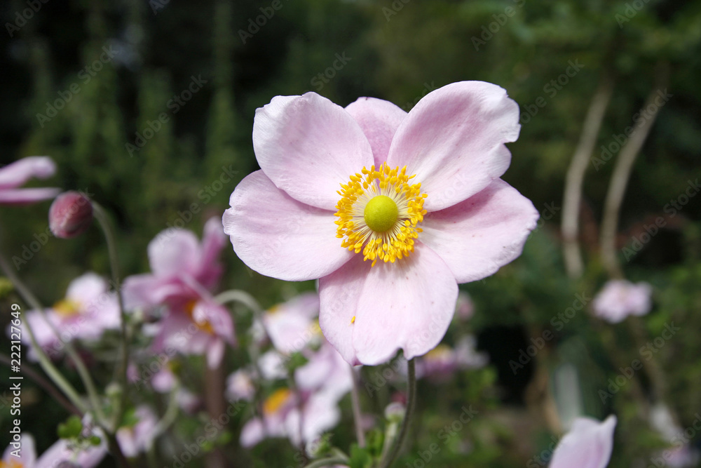 Pink Japanese anemone flower close up Pink Japanese anemone flower close up