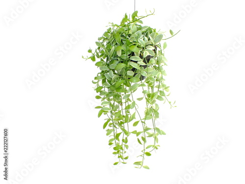 green plant hanging isolated collection on white background