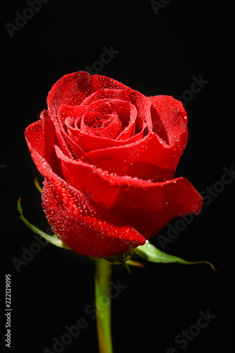 Fototapeta Naklejka Na Ścianę i Meble -  Beautiful red rose on black background