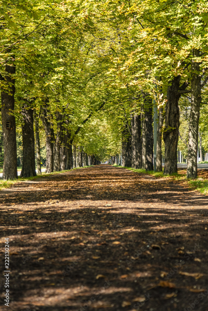 autumn tree alley